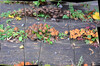 Dateiname=Collage_Perla_Pilzgruppe.jpg
Dateigröße=616KB
Abmessungen: 1200x795
hinzugefügt am: 20. November 2023 Collage_Perla_Pilzgruppe.jpg