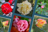 Dateiname=Collage_Perla_Rosen-P.jpg
Dateigröße=309KB
Abmessungen: 1800x1200
hinzugefügt am: 06. November 2023 Collage_Perla_Rosen-P.jpg