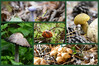 Dateiname=Collage_Roland_Pilze.jpg
Dateigröße=464KB
Abmessungen: 1200x800
hinzugefügt am: 02. November 2023 Collage_Roland_Pilze.jpg