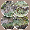 Dateiname=Collage_Stein-Roland_.jpg
Dateigröße=1386KB
Abmessungen: 1000x1000
hinzugefügt am: 26. November 2023 Collage_Stein-Roland_.jpg