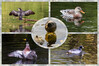 Dateiname=Collage_Wasservoegel.jpg
Dateigröße=917KB
Abmessungen: 1200x800
hinzugefügt am: 19. November 2023 Collage_Wasservoegel.jpg