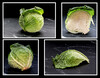 Dateiname=Collage_Wirsing.jpg
Dateigröße=848KB
Abmessungen: 1200x938
hinzugefügt am: 29. November 2023 Collage_Wirsing.jpg