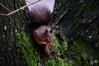 Dateiname=DSCKR_2825.JPG
Dateigröße=514KB
Abmessungen: 1200x800
hinzugefügt am: 11. Dezember 2023 DSCKR_2825.JPG