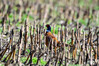 Dateiname=DSCKR_3817.jpg
Dateigröße=820KB
Abmessungen: 1200x800
hinzugefügt am: 12. April 2024 DSCKR_3817.jpg