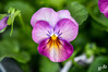 Dateiname=DSCKR_3852.jpg
Dateigröße=681KB
Abmessungen: 1200x800
hinzugefügt am: 17. April 2024 DSCKR_3852.jpg