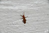 Dateiname=DSCKR_4249.jpg
Dateigröße=550KB
Abmessungen: 1200x800
hinzugefügt am: 03. Juni 2024 DSCKR_4249.jpg