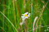 DSCKR_4277.jpg