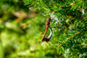 Dateiname=DSCKR_5567.jpg
Dateigröße=744KB
Abmessungen: 1200x800
hinzugefügt am: 30. September 2024 DSCKR_5567.jpg