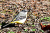 Dateiname=DSCKR_6090.jpg
Dateigröße=862KB
Abmessungen: 1200x801
hinzugefügt am: 05. Oktober 2024 DSCKR_6090.jpg