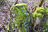 Dateiname=DSCK_3290.jpg
Dateigröße=1349KB
Abmessungen: 1200x800
hinzugefügt am: 21. Februar 2024 DSCK_3290.jpg