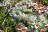 Dateiname=DSCK_3327.jpg
Dateigröße=1311KB
Abmessungen: 1200x800
hinzugefügt am: 14. Februar 2024 DSCK_3327.jpg