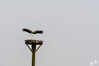Dateiname=DSCK_3558.jpg
Dateigröße=282KB
Abmessungen: 1200x800
hinzugefügt am: 02. März 2024 DSCK_3558.jpg