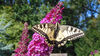Dateiname=DSCN0342.jpg
Dateigröße=475KB
Abmessungen: 850x478
hinzugefügt am: 16. August 2019 DSCN0342.jpg