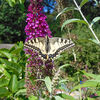 Dateiname=DSCN0343.jpg
Dateigröße=843KB
Abmessungen: 850x850
hinzugefügt am: 16. August 2019 DSCN0343.jpg