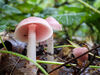 Dateiname=DSCN0599.jpg
Dateigröße=492KB
Abmessungen: 850x638
hinzugefügt am: 29. September 2019 DSCN0599.jpg