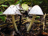 Dateiname=DSCN0606.jpg
Dateigröße=601KB
Abmessungen: 850x638
hinzugefügt am: 29. September 2019 DSCN0606.jpg