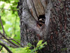 Dateiname=DSCN1561.JPG
Dateigröße=1068KB
Abmessungen: 1200x900
hinzugefügt am: 15. Mai 2020 DSCN1561.JPG