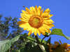 Dateiname=DSCN1945.JPG
Dateigröße=873KB
Abmessungen: 1200x900
hinzugefügt am: 14. August 2020 DSCN1945.JPG