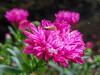 DSCN2368.JPG