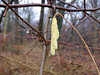Dateiname=DSCN2724.JPG
Dateigröße=856KB
Abmessungen: 1200x900
hinzugefügt am: 03. Februar 2021 DSCN2724.JPG