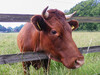 Dateiname=DSCN3306.JPG
Dateigröße=1303KB
Abmessungen: 1200x900
hinzugefügt am: 05. Juni 2021 DSCN3306.JPG