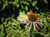 Dateiname=DSCN3522.JPG
Dateigröße=882KB
Abmessungen: 1200x900
hinzugefügt am: 20. Juli 2021 DSCN3522.JPG