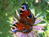Dateiname=DSCN3533.JPG
Dateigröße=858KB
Abmessungen: 1200x900
hinzugefügt am: 20. Juli 2021 DSCN3533.JPG