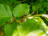 Dateiname=DSCN3602.jpg
Dateigröße=461KB
Abmessungen: 850x638
hinzugefügt am: 23. April 2018 DSCN3602.jpg
