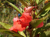 Dateiname=DSCN3749.JPG
Dateigröße=798KB
Abmessungen: 1200x900
hinzugefügt am: 26. August 2021 DSCN3749.JPG