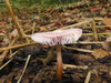 Dateiname=DSCN4021.JPG
Dateigröße=894KB
Abmessungen: 1200x900
hinzugefügt am: 20. Oktober 2021 DSCN4021.JPG