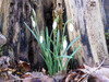 Dateiname=DSCN4580.JPG
Dateigröße=1311KB
Abmessungen: 1200x900
hinzugefügt am: 07. Februar 2022 DSCN4580.JPG