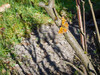 Dateiname=DSCN4837.JPG
Dateigröße=1135KB
Abmessungen: 1200x900
hinzugefügt am: 03. April 2022 DSCN4837.JPG