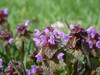 Dateiname=DSCN5364.JPG
Dateigröße=847KB
Abmessungen: 1200x900
hinzugefügt am: 14. April 2023 DSCN5364.JPG