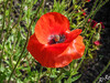 Dateiname=DSCNR6007.jpg
Dateigröße=894KB
Abmessungen: 1200x900
hinzugefügt am: 02. Juni 2024 DSCNR6007.jpg
