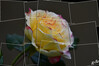 Dateiname=DSCP_2608.jpg
Dateigröße=494KB
Abmessungen: 1200x800
hinzugefügt am: 10. November 2023 DSCP_2608.jpg