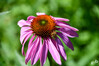 Dateiname=DSCR_0834.JPG
Dateigröße=714KB
Abmessungen: 1200x800
hinzugefügt am: 11. Juli 2023 DSCR_0834.JPG