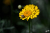 Dateiname=DSCR_0840.JPG
Dateigröße=395KB
Abmessungen: 1200x800
hinzugefügt am: 11. Juli 2023 DSCR_0840.JPG