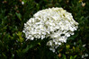 Dateiname=DSCR_1034.JPG
Dateigröße=676KB
Abmessungen: 1200x800
hinzugefügt am: 01. August 2023 DSCR_1034.JPG