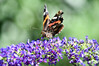 Dateiname=DSCR_1167.JPG
Dateigröße=894KB
Abmessungen: 1200x800
hinzugefügt am: 21. Juli 2023 DSCR_1167.JPG