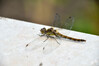 Dateiname=DSCR_1578.JPG
Dateigröße=514KB
Abmessungen: 1200x800
hinzugefügt am: 16. August 2023 DSCR_1578.JPG