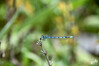 Dateiname=DSCR_1643.JPG
Dateigröße=498KB
Abmessungen: 1200x800
hinzugefügt am: 16. August 2023 DSCR_1643.JPG
