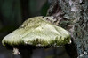 Dateiname=DSCR_2432.JPG
Dateigröße=718KB
Abmessungen: 1200x800
hinzugefügt am: 29. Oktober 2023 DSCR_2432.JPG
