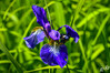 Dateiname=DSCR_4108.jpg
Dateigröße=687KB
Abmessungen: 1200x800
hinzugefügt am: 19. Mai 2024 DSCR_4108.jpg