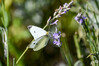 Dateiname=DSCR_5011.jpg
Dateigröße=570KB
Abmessungen: 1200x800
hinzugefügt am: 12. August 2024 DSCR_5011.jpg