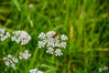 Dateiname=DSCR_5286.jpg
Dateigröße=568KB
Abmessungen: 1200x800
hinzugefügt am: 28. September 2024 DSCR_5286.jpg