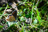 Dateiname=DSCR_5431.jpg
Dateigröße=933KB
Abmessungen: 1200x800
hinzugefügt am: 02. September 2024 DSCR_5431.jpg