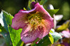 Dateiname=DSC_0019.JPG
Dateigröße=727KB
Abmessungen: 1200x800
hinzugefügt am: 06. März 2021 DSC_0019.JPG