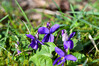 Dateiname=DSC_0053~0.JPG
Dateigröße=851KB
Abmessungen: 1200x800
hinzugefügt am: 13. März 2021 DSC_0053~0.JPG