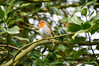 Dateiname=DSC_0112.JPG
Dateigröße=817KB
Abmessungen: 1200x800
hinzugefügt am: 16. März 2021 DSC_0112.JPG