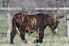 Dateiname=DSC_0197.JPG
Dateigröße=802KB
Abmessungen: 1200x800
hinzugefügt am: 23. März 2021 DSC_0197.JPG